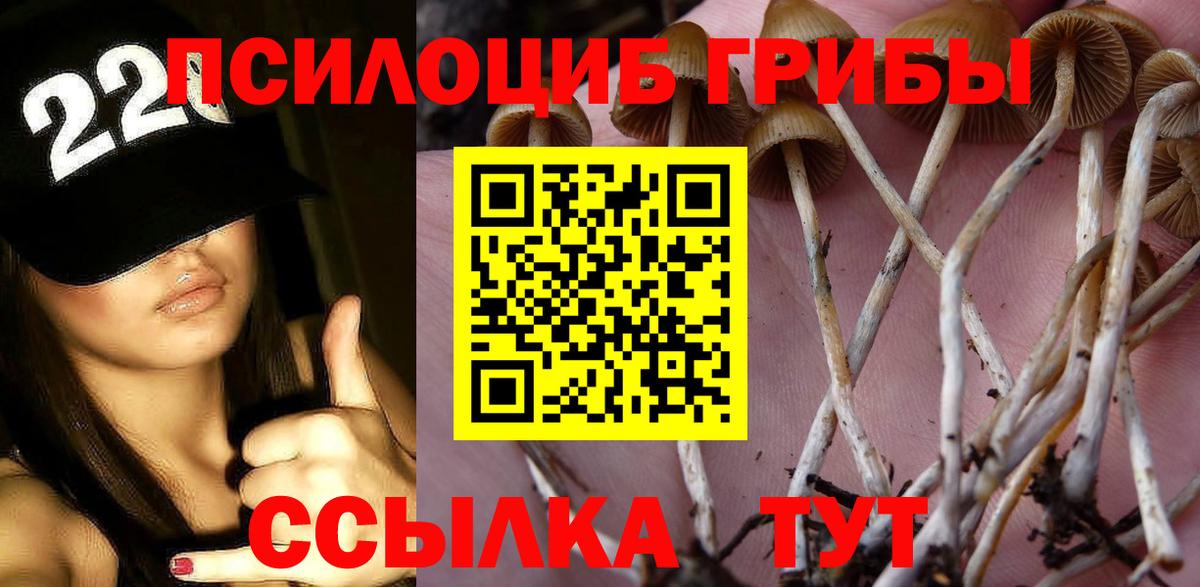 Псилоцибиновые грибы мухоморы  Вход с VPN  цены   Губкинский  Галлюциногенные грибы Psilocybe 